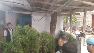 40 Pohon Ganja, 19 Paket Siap edar di Ungkap Unit Narkoba Polsek Cengkareng