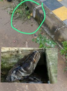 Warga Di Gegerkan Munculnya Ular, Di Lingkungan Rumah Warga Dari saluran Got