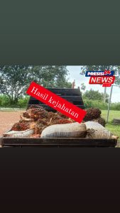 Polsek Blambangan Umpu Amankan Diduga Pelaku Curi 83 Tandan Buah Kelapa Sawit.