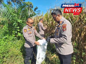 Dukung Program Ketahanan Pangan, Kapolres Way Kanan Panen Jagung Serentak Tahap 1 di PT. BMM