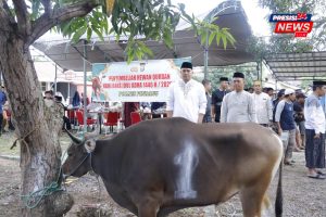 Polres Pinrang Sembelih 17 Sapi Kurban di Hari Raya Idul Adha