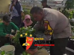 Ketahanan Pangan, Bhabinkamtibmas Palmerah dan Warga Palmerah Panen Pokcoy Hasil Kebun Bersama