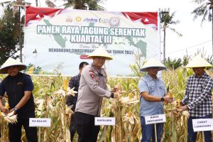 Kapolres Pinrang Hadiri Panen Raya Jagung Serentak di Lanrisang